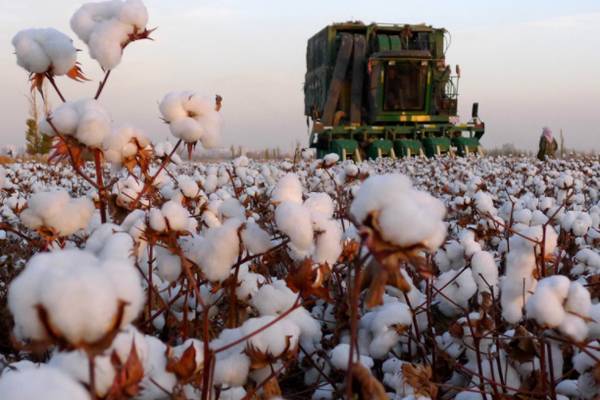 经济日报|新疆棉花，不缺订单