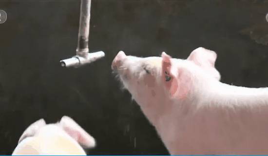 不缺猪的2021，养猪企业在给谁送钱？