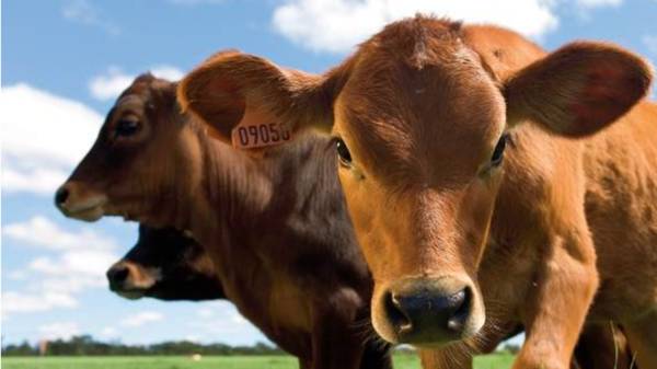 龙江和牛完成A股上市辅导，肉牛制品年加工能力达8000吨