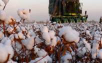 经济日报|新疆棉花，不缺订单