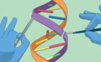 基因编辑首个临床试验结果公布、基因编辑概念股可关注