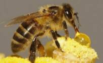 动物总动员？几秒钟内识别新冠有症状和无症状感染者，蜜蜂也排上用场了