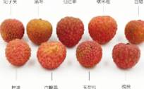 9款荔枝对比测评：玉荷包、黑叶果核大；仙进奉、白糖罂受欢迎