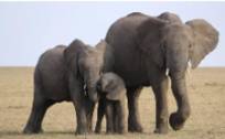 当歪果仁围观“大象旅行团”时，都在讨论些什么?